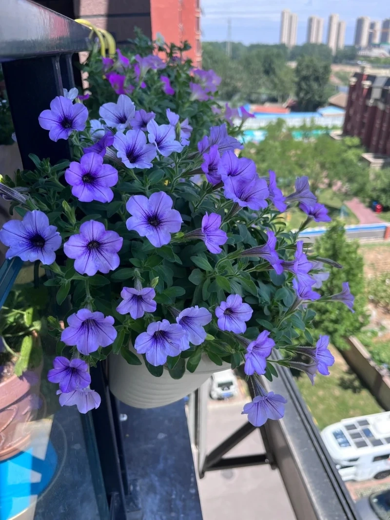 Trang trí tinh tế bằng cây Hoa Dạ Yến Thảo cảnh