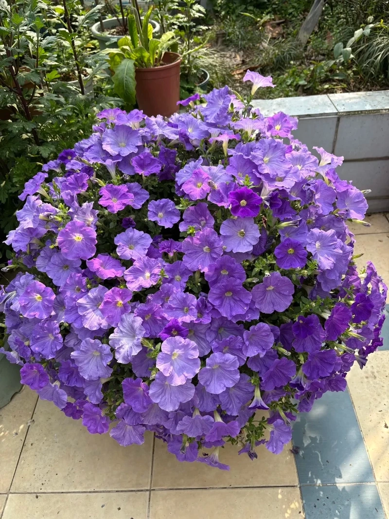 Trang trí ban công bằng cây Hoa Dạ Yến Thảo trang trí