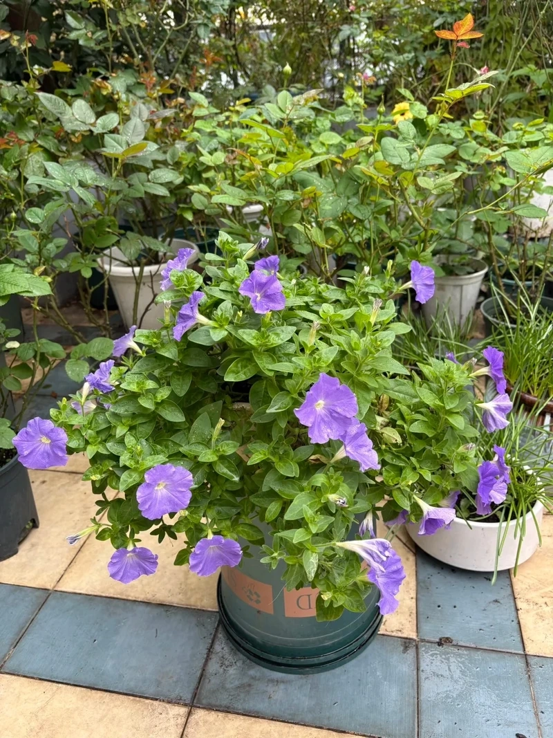 Sân vườn sinh động với cây Hoa Dạ Yến Thảo sân vườn