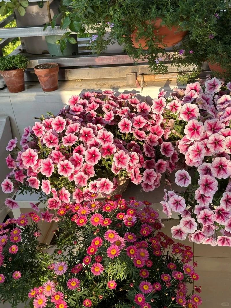 Không gian bừng sáng nhờ cây Hoa Dạ Yến Thảo nở đẹp