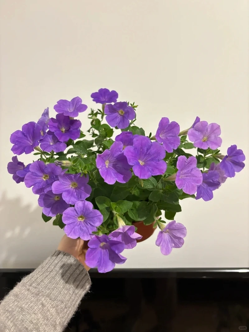 Góc ban công mộng mơ với cây Hoa Dạ Yến Thảo màu tím
