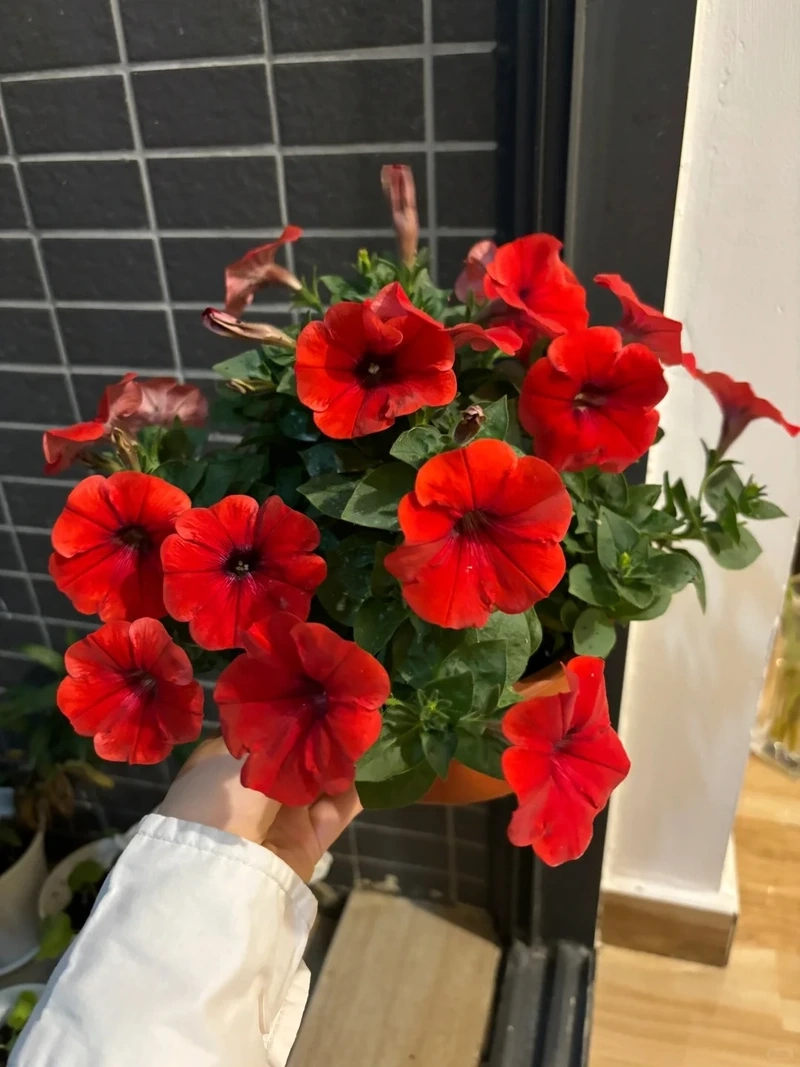 Phù hợp ban công nắng với cây Hoa Dạ Yến Thảo chịu nắng