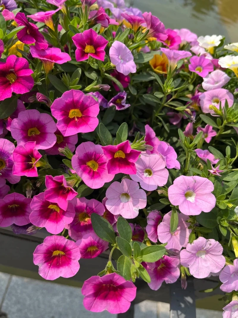 Tiết kiệm thời gian với cây Hoa Dạ Yến Thảo dễ chăm sóc