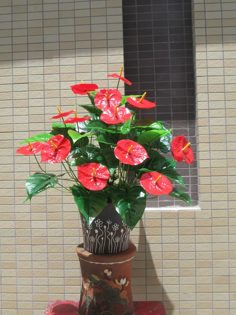 Không gian bừng sáng nhờ cây hồng môn lá xanh hoa nổi bật