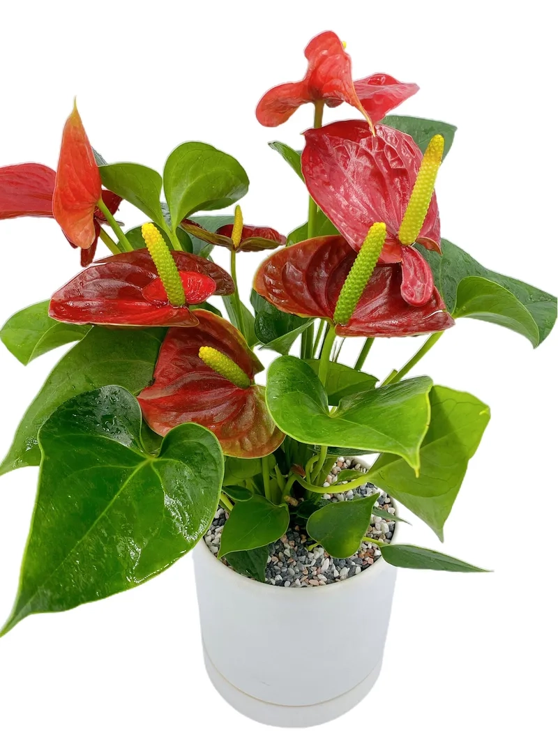 Chăm cây hồng môn đúng cách giúp cây khỏe hoa lâu tàn