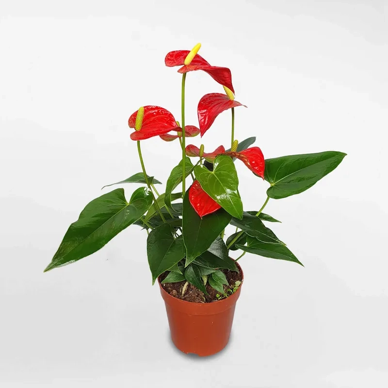 Khám phá các loại hoa hồng môn màu sắc cuốn hút