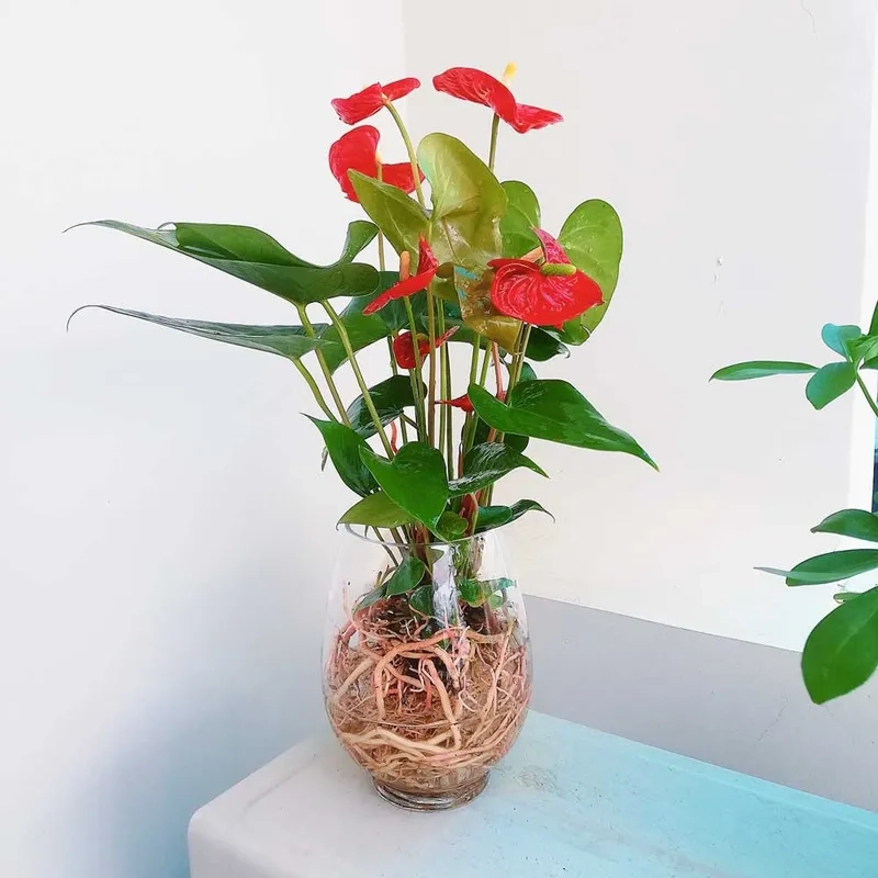 Trang hoàng không gian với chậu hoa hồng môn đẹp