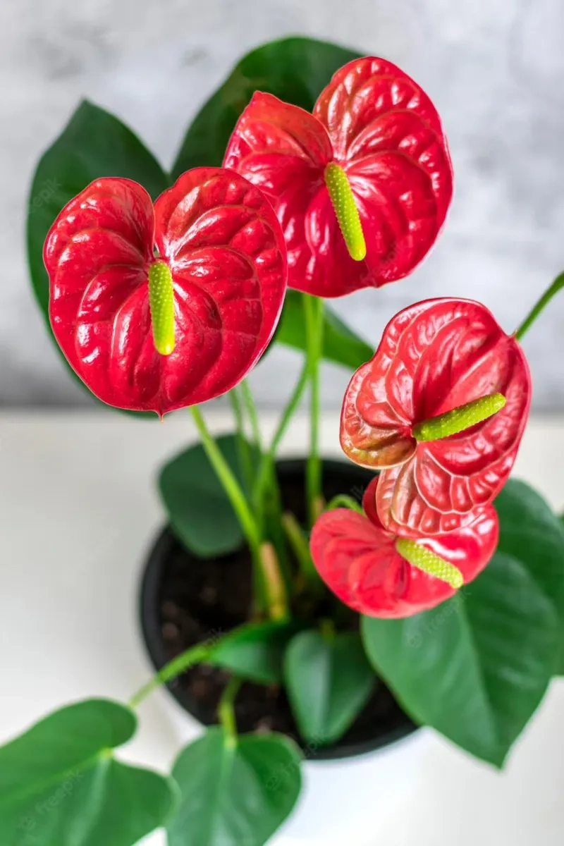 Áp dụng cách chăm cây hồng môn giúp hoa nở đều