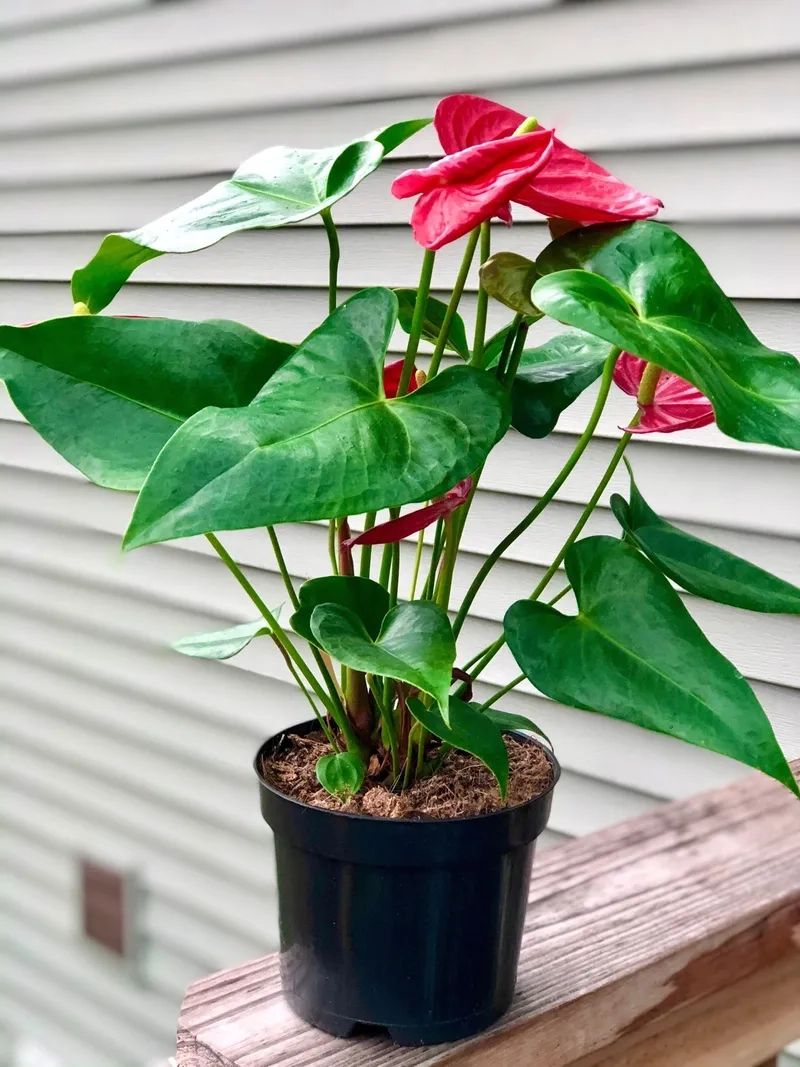 Không gian thêm sinh động với cây hoa hồng môn