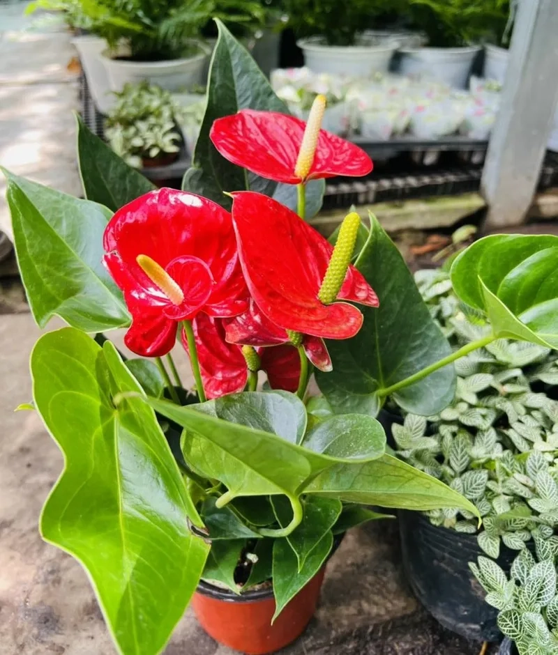 Tìm hiểu ý nghĩa cây hồng môn trong đời sống