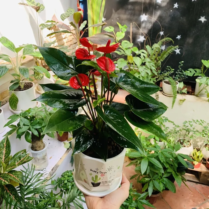 Bài trí hồng môn trong nhà tăng vẻ sang trọng