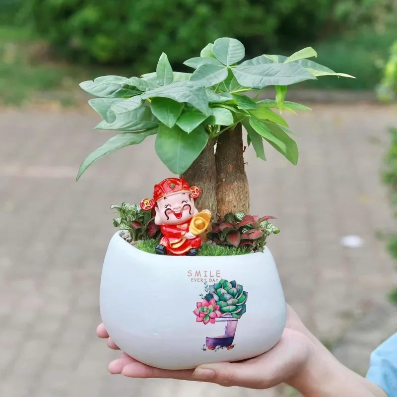 Không gian sáng với Cây hợp mệnh Hỏa và các cây hợp mệnh hỏa