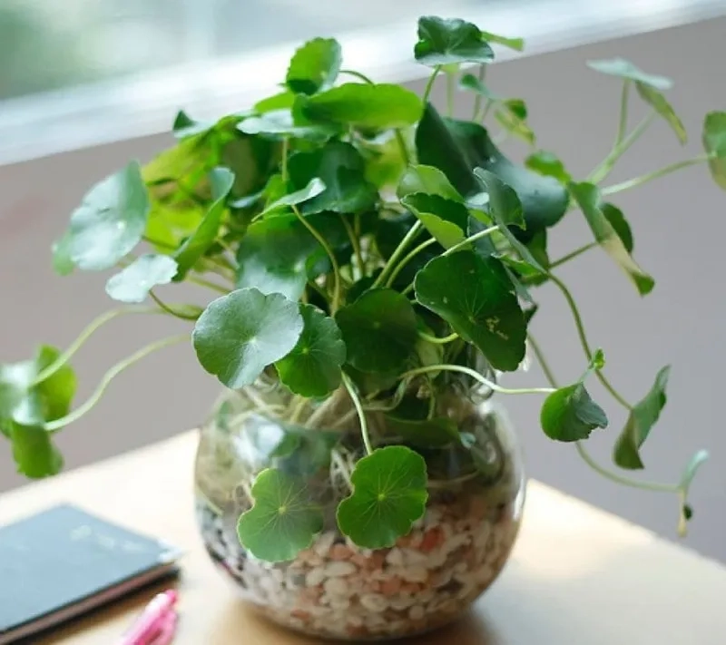 Decor đẹp với Cây hợp mệnh Hỏa cây cảnh cho người mệnh hỏa