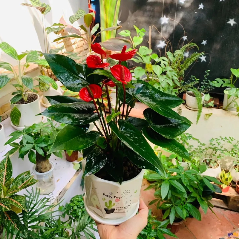 Bài trí Cây hợp mệnh Hỏa cây cảnh hợp với mệnh hoả