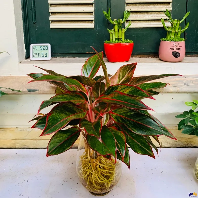 Góc xanh nổi bật nhờ Cây hợp mệnh Hỏa cây cảnh hợp với mệnh hỏa