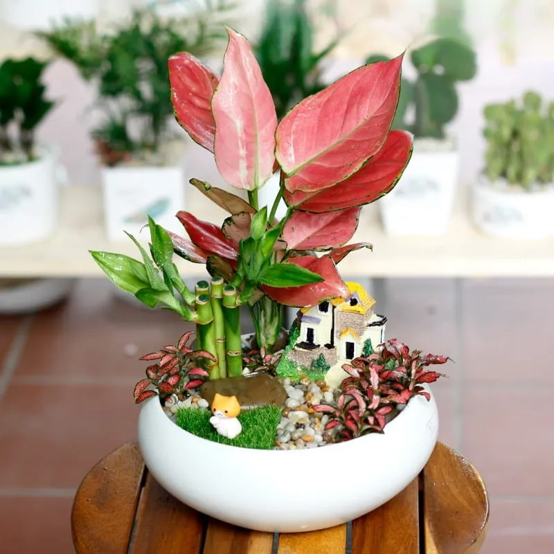 Khám phá Cây hợp mệnh Hỏa cây cảnh nào hợp với mệnh hỏa