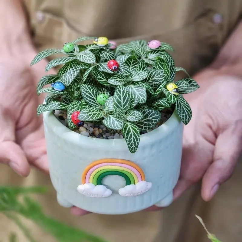 Đón lộc với Cây hợp mệnh Hỏa cây cảnh phong thủy hợp mệnh hỏa