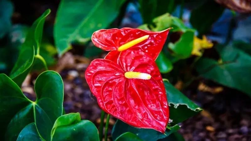 Tạo điểm nhấn bằng Cây hợp mệnh Hỏa cây cảnh phong thủy mệnh hỏa