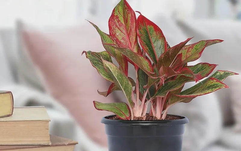 Tinh tế cùng Cây hợp mệnh Hỏa cây để bàn mệnh hỏa