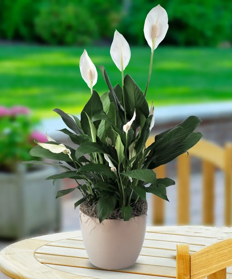 Gợi ý các loại cây hợp mệnh kim mang may mắn Kim