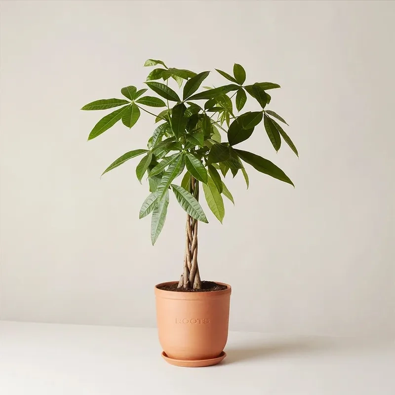 Lựa chọn cây cho mệnh kim giúp hút tài lộc Kim