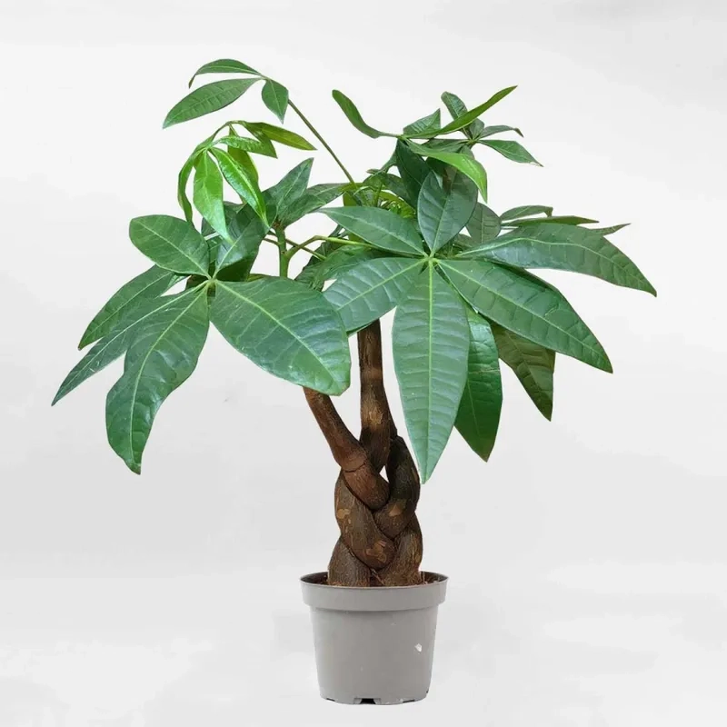 Gợi ý cây cho người mệnh kim hợp phong thủy Kim