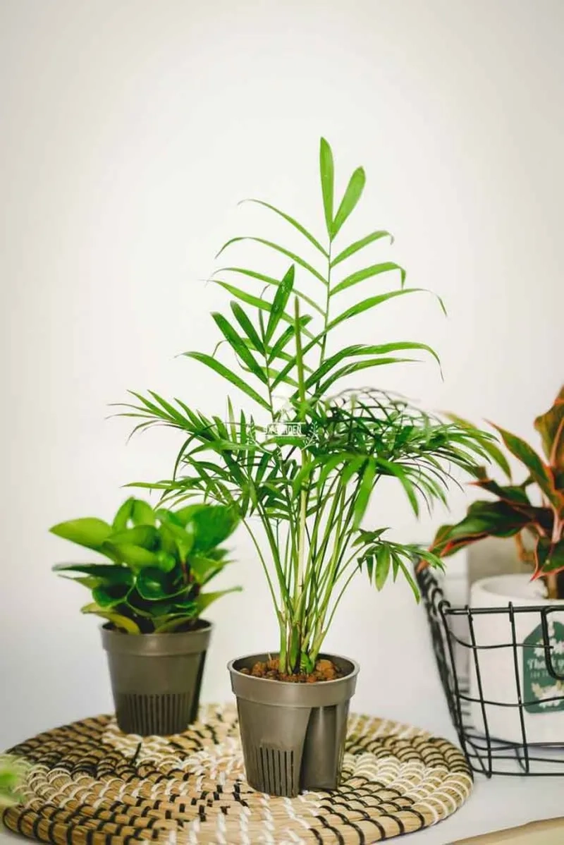 Giải đáp cây cảnh nào hợp mệnh kim dễ trồng Kim