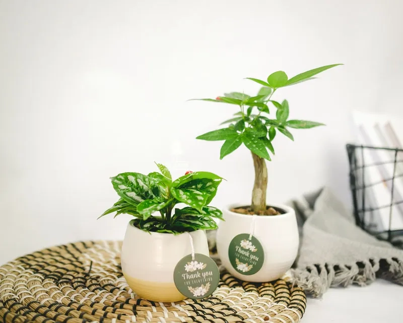 Chọn cây cảnh để bàn hợp mệnh kim cho Kim