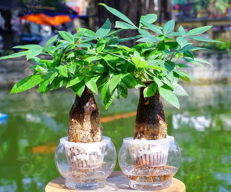 Cây phong thủy mệnh kim mang vận khí tốt Kim