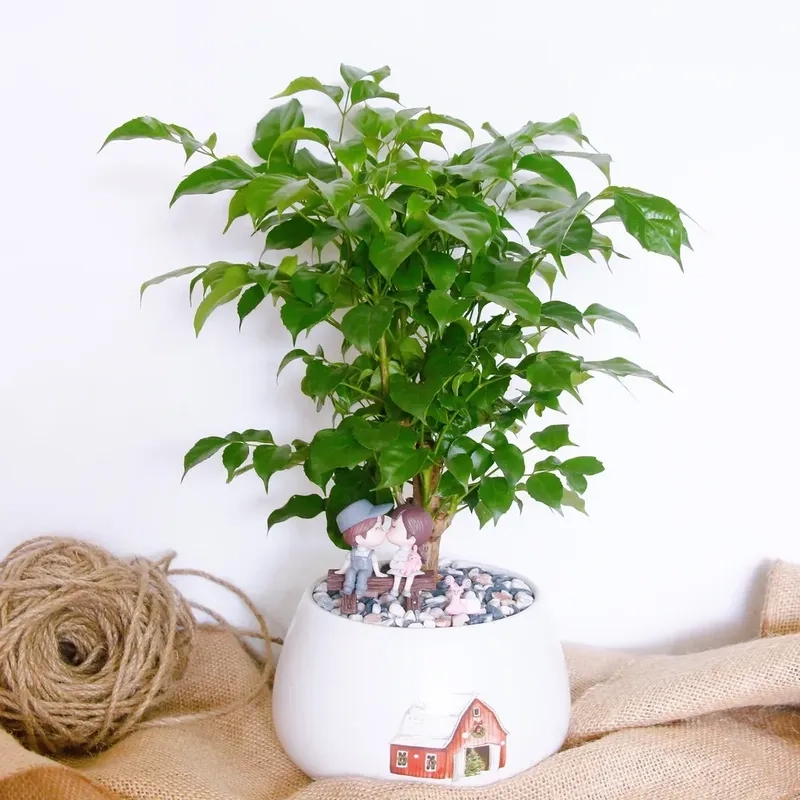 Trang trí cây tài lộc mệnh kim đón may Kim