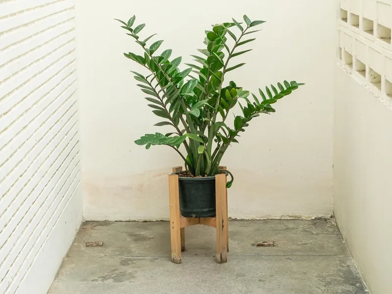 Chọn cây hợp phong thủy mệnh kim chuẩn Kim