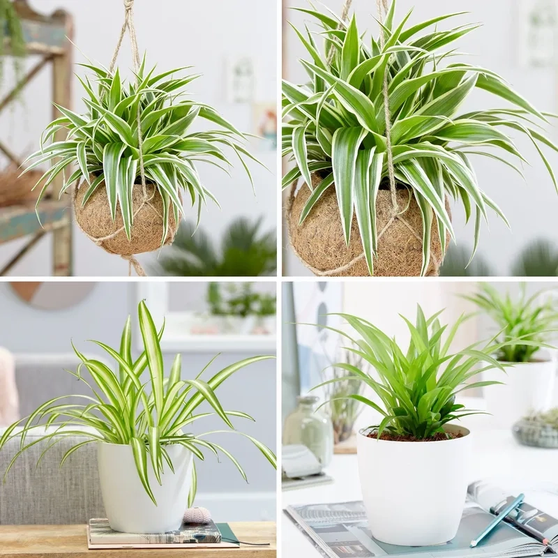 Chọn các loại cây hợp mệnh mộc cho nhà thêm vượng