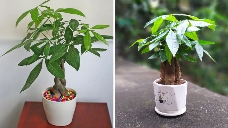 Góc làm việc sáng hơn với cây cảnh để bàn hợp mệnh mộc