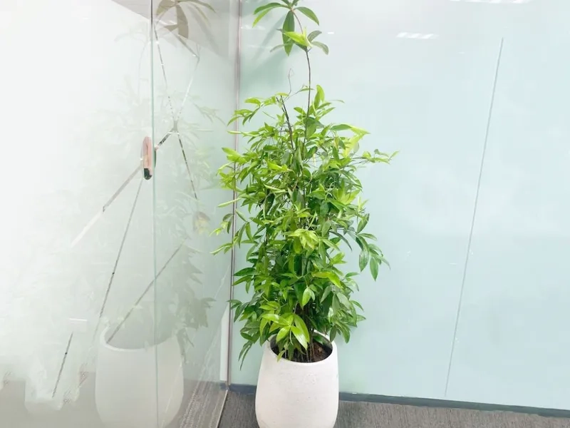 Nhà thêm sinh khí nhờ cây cảnh trong nhà hợp mệnh mộc