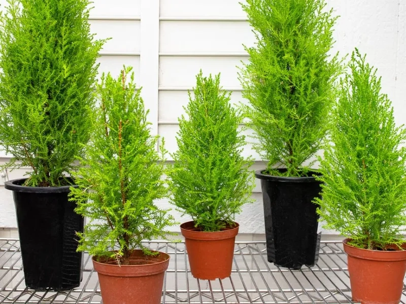 Thu hút năng lượng tốt với cây cảnh phong thủy mệnh mộc