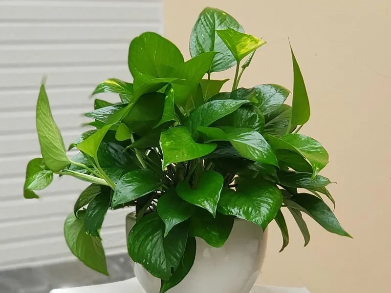 Không gian sống xanh cùng cây hợp người mệnh mộc