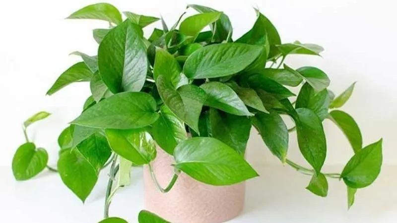 Gợi ý cây hợp với người mệnh mộc dễ chăm sóc