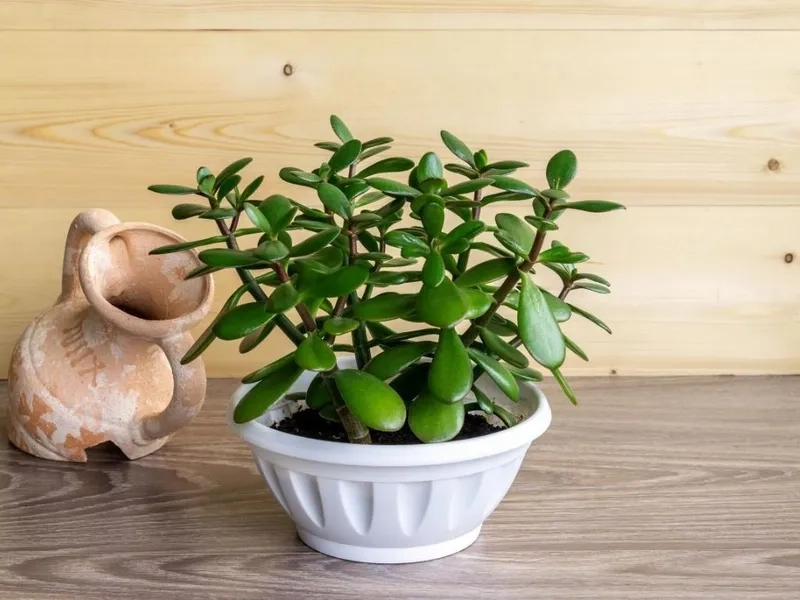 Nhấn nhá phong thủy với cây mệnh mộc trong nhà