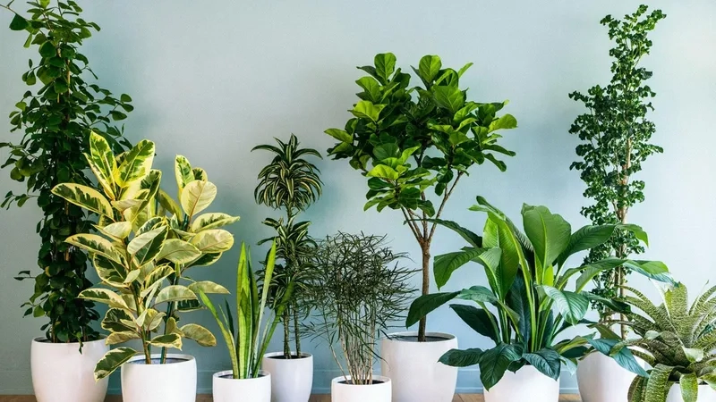 Không gian xanh với Cây hợp mệnh Mộc mang may mắn