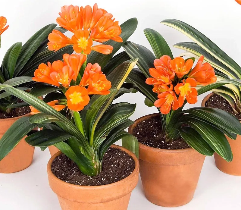 Dễ chọn trang trí nhà nhờ các loại cây hợp mệnh thổ