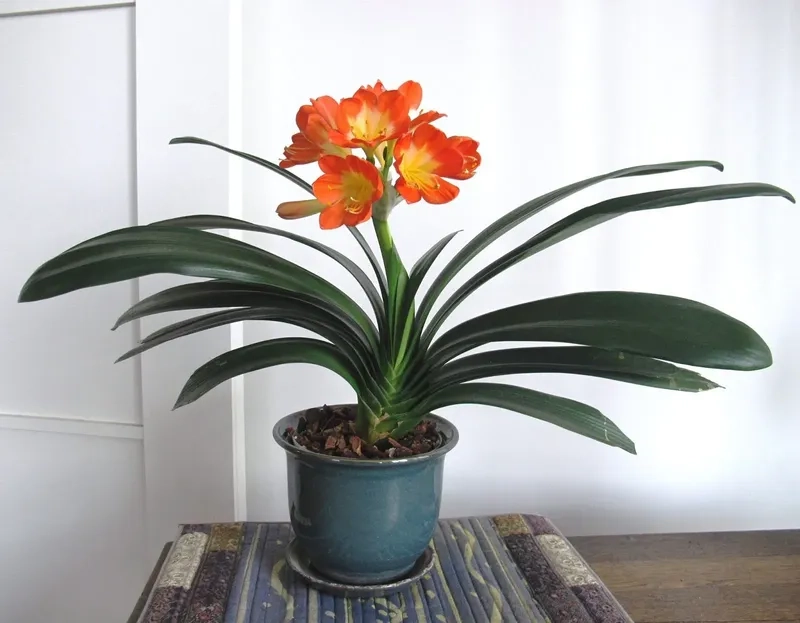 Nhà thêm sinh khí khi đặt cây cho người mệnh thổ