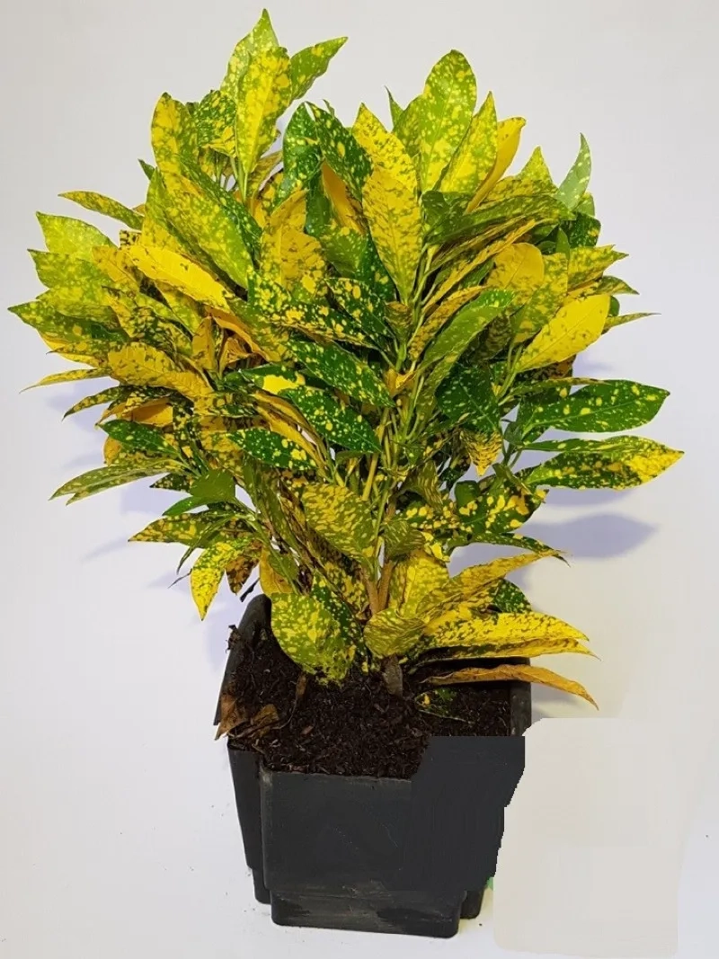 Không gian hài hòa hơn nhờ cây cảnh cho người mệnh thổ