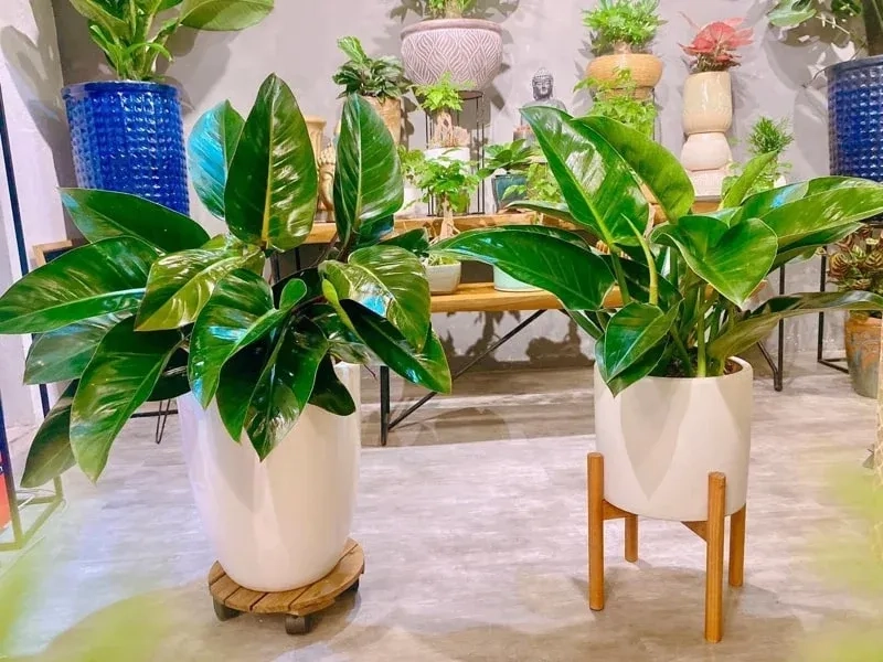 Tạo điểm nhấn tự nhiên cùng cây cảnh mệnh thổ