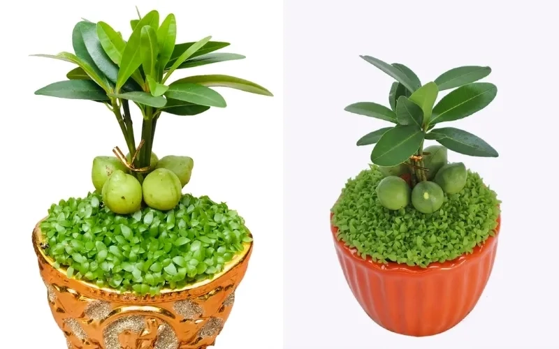 Sắc hoa hài hòa phong thủy từ cây hoa hợp mệnh thổ