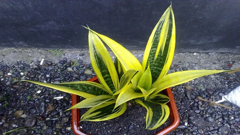 Lựa chọn thông minh với cây hợp mệnh hỏa và thổ