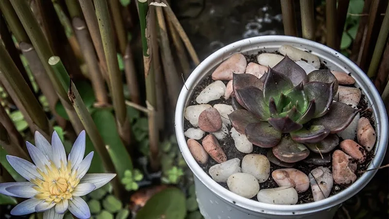 Không gian sống đẹp hơn với cây hợp với người mệnh thổ