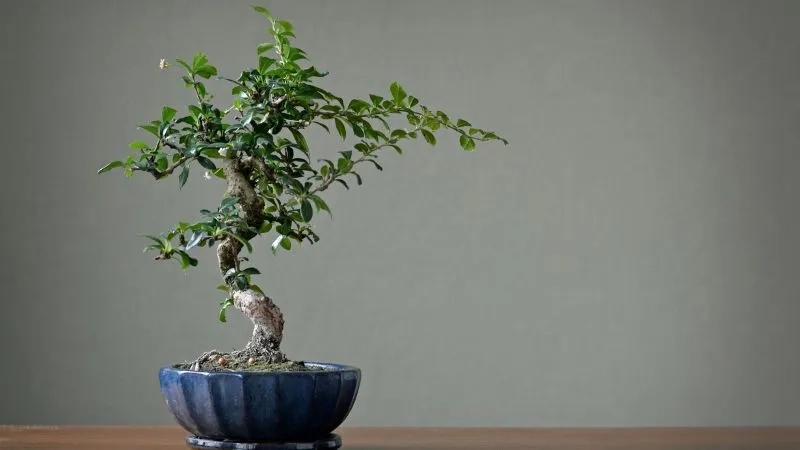 Chọn các cây hợp mệnh Thủy giúp không gian thêm sinh khí