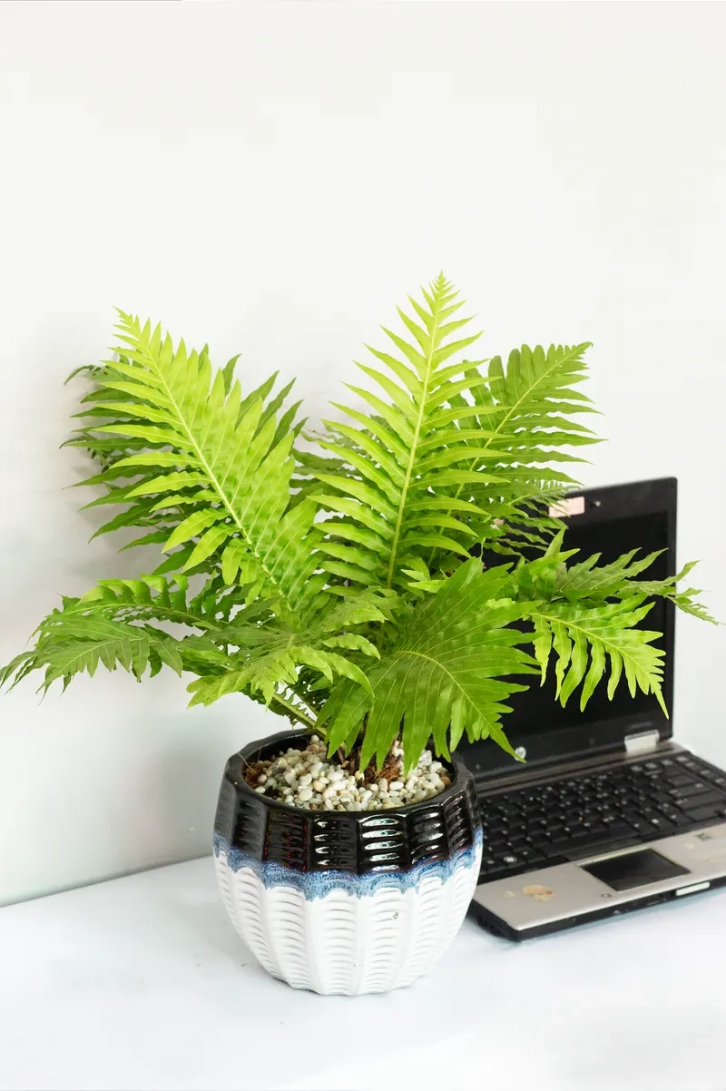 Cây cho mệnh Thủy tạo cảm giác tươi mát cân bằng