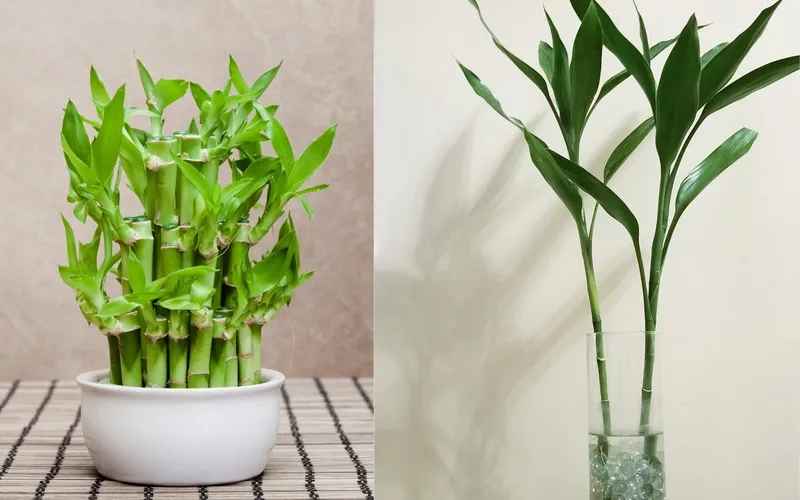 Cây để bàn mệnh Thủy nhỏ gọn hợp không gian làm việc