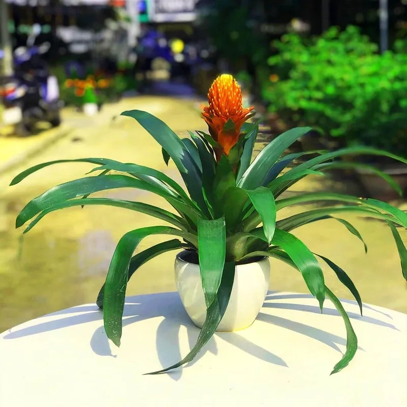 Cây hợp mệnh Thủy hỗ trợ kích hoạt tài lộc